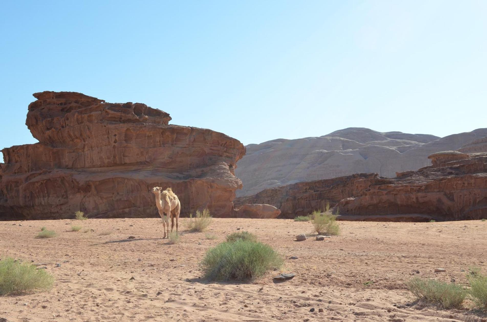 فندق Wadi Rum Caeser Camp المظهر الخارجي الصورة
